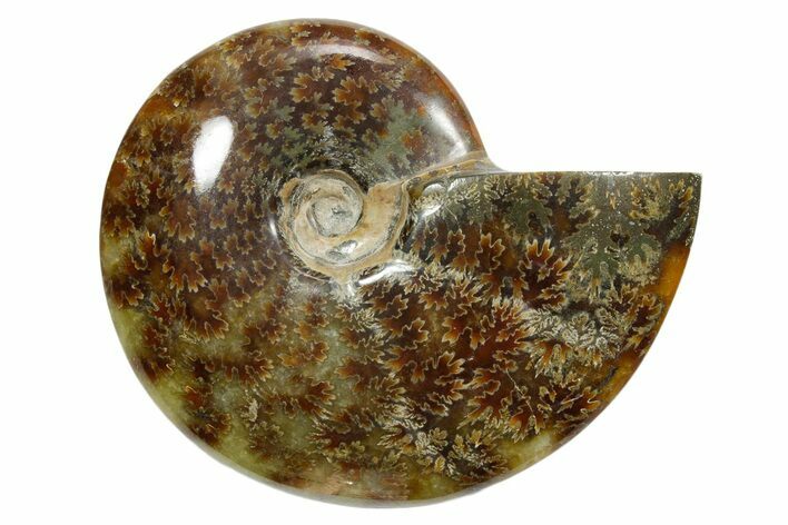 Polished Ammonite (Cleoniceras) Fossil - Madagascar #348504